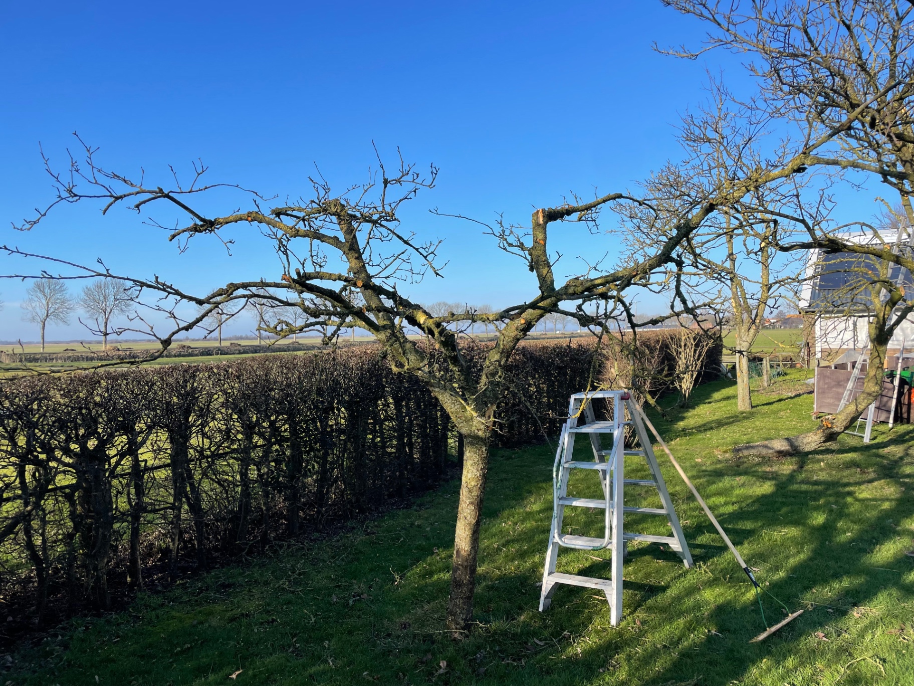 Vakkundig gesnoeide fruitboom met ladder ernaast