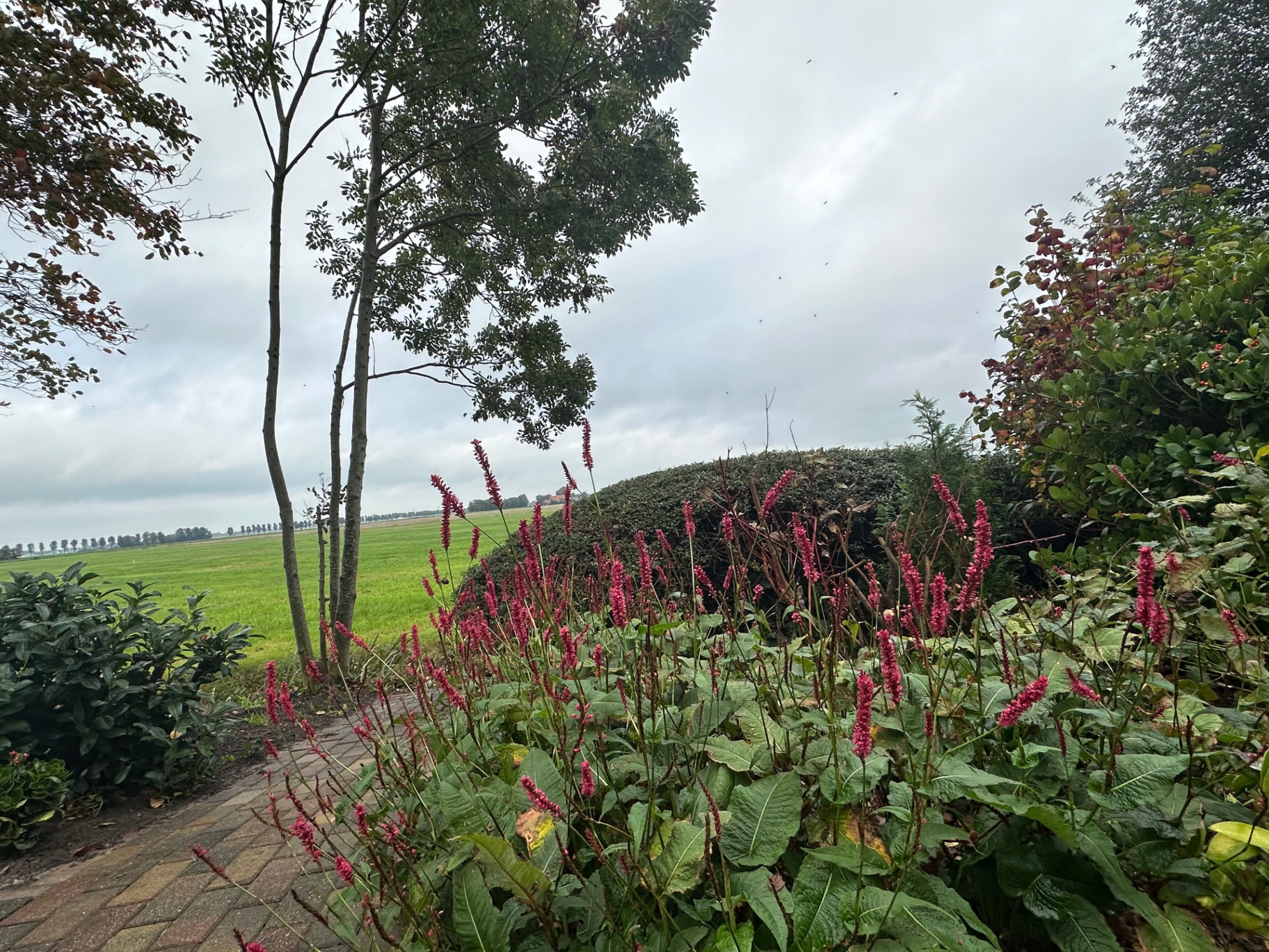 Kleurige border met bloeiende duizendknoop, bomen en haag met uitzicht over open weiland