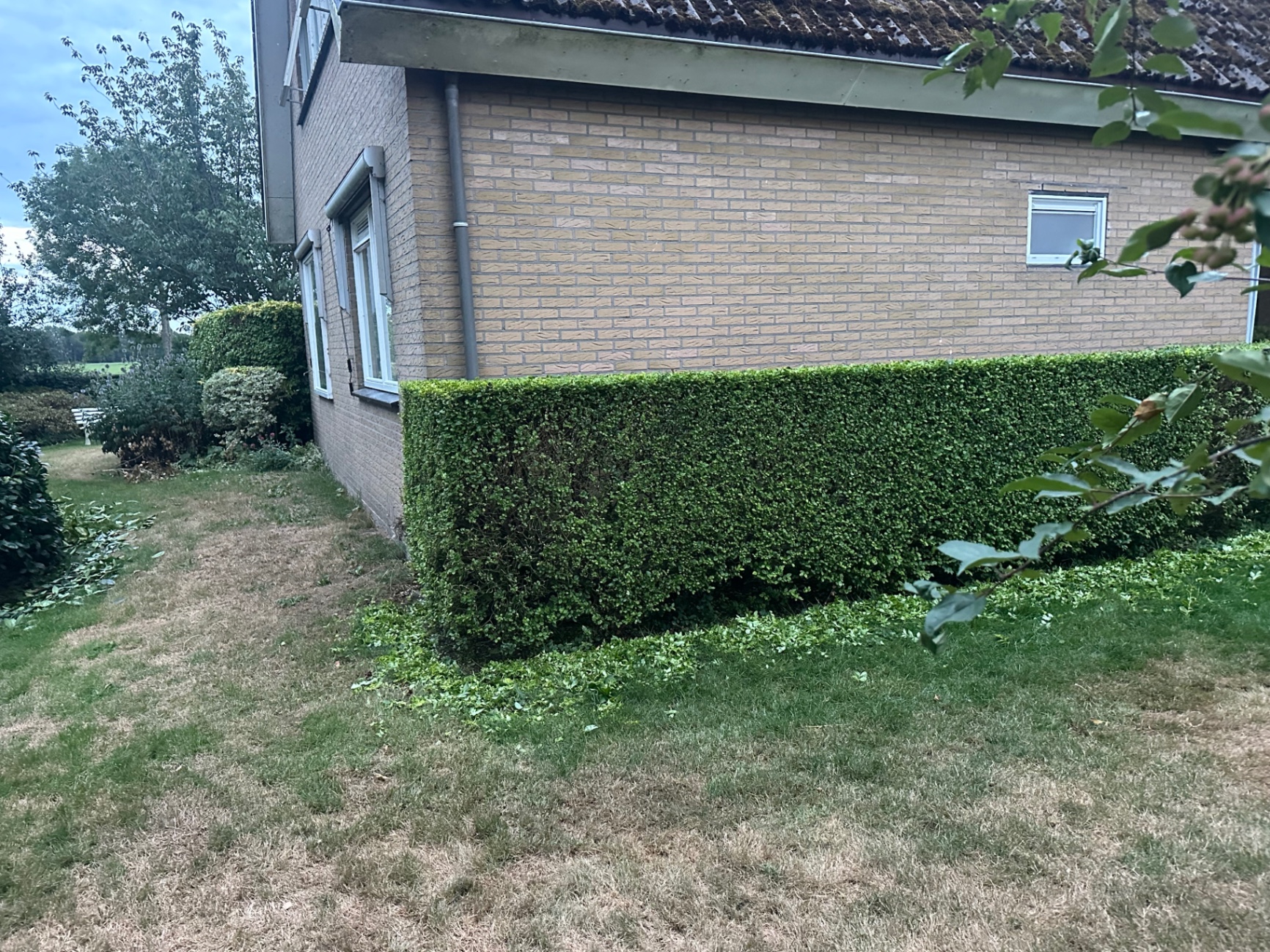 Pas geknipte ligusterhaag langs een woning