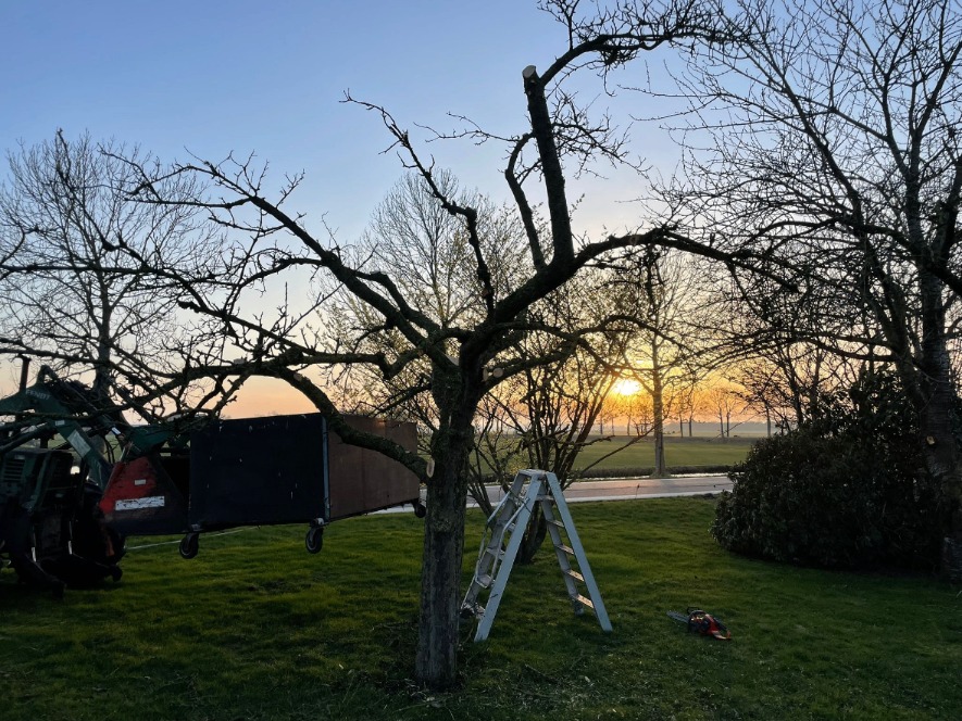 Gesnoeide fruitboom bij zonsondergang met ladder en kettingzaag