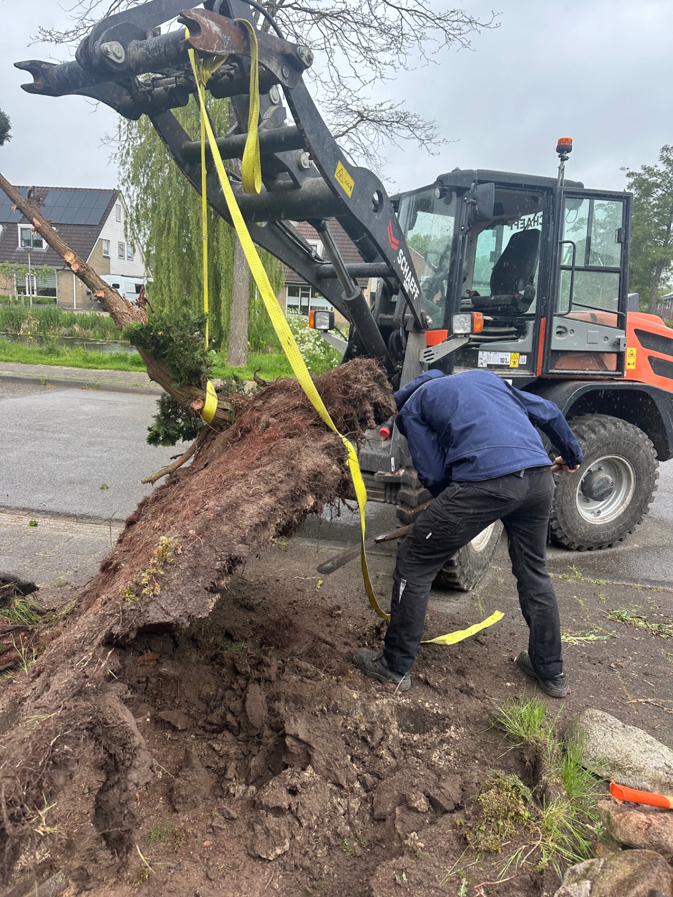 Boom met kluit gerooid met behulp van een shovel