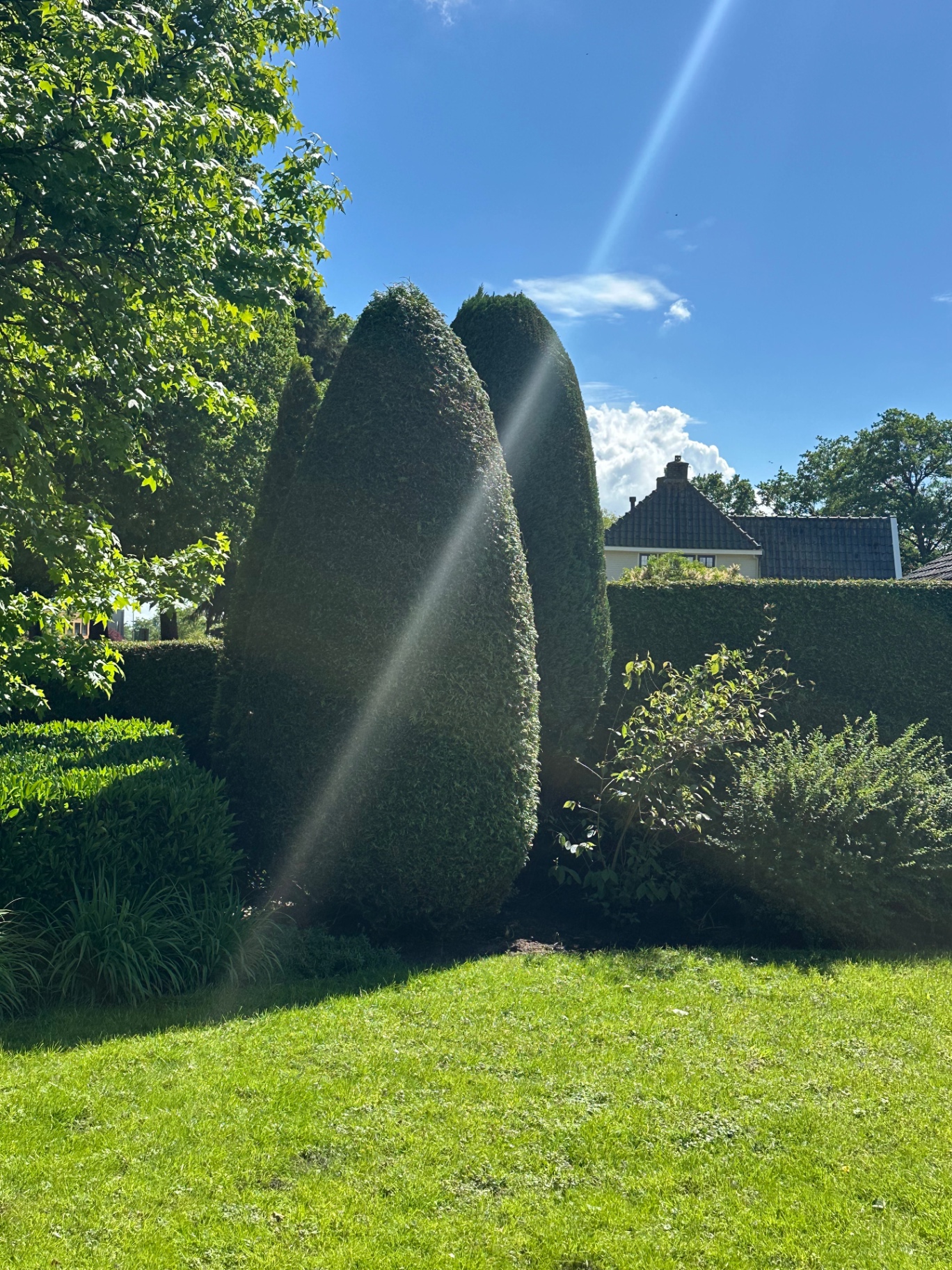 Vormsnoei in taxus met strak geknipte beukenhaag op de achtergrond