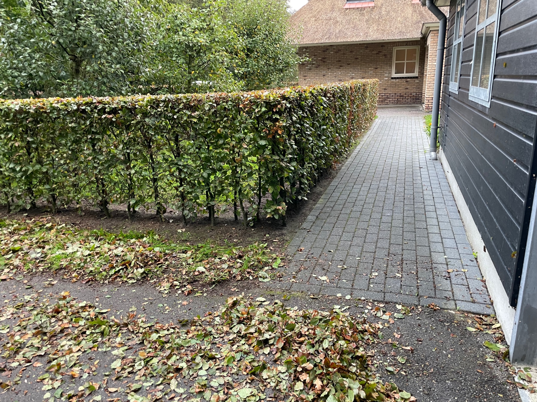 Strak geknipte beukenhaag langs een klinkerpad