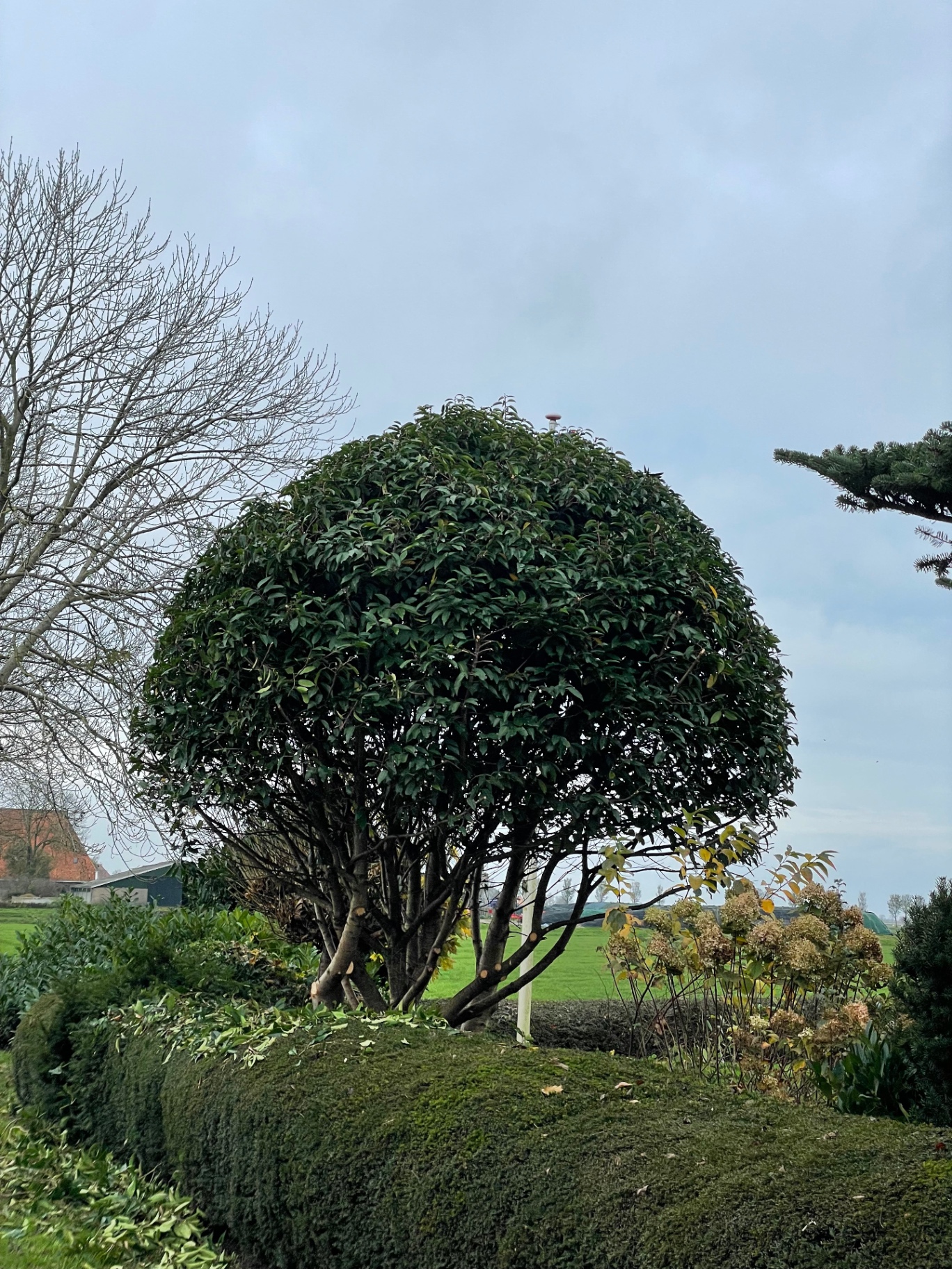 Bolvormig gesnoeide boom boven een strak geknipte haag