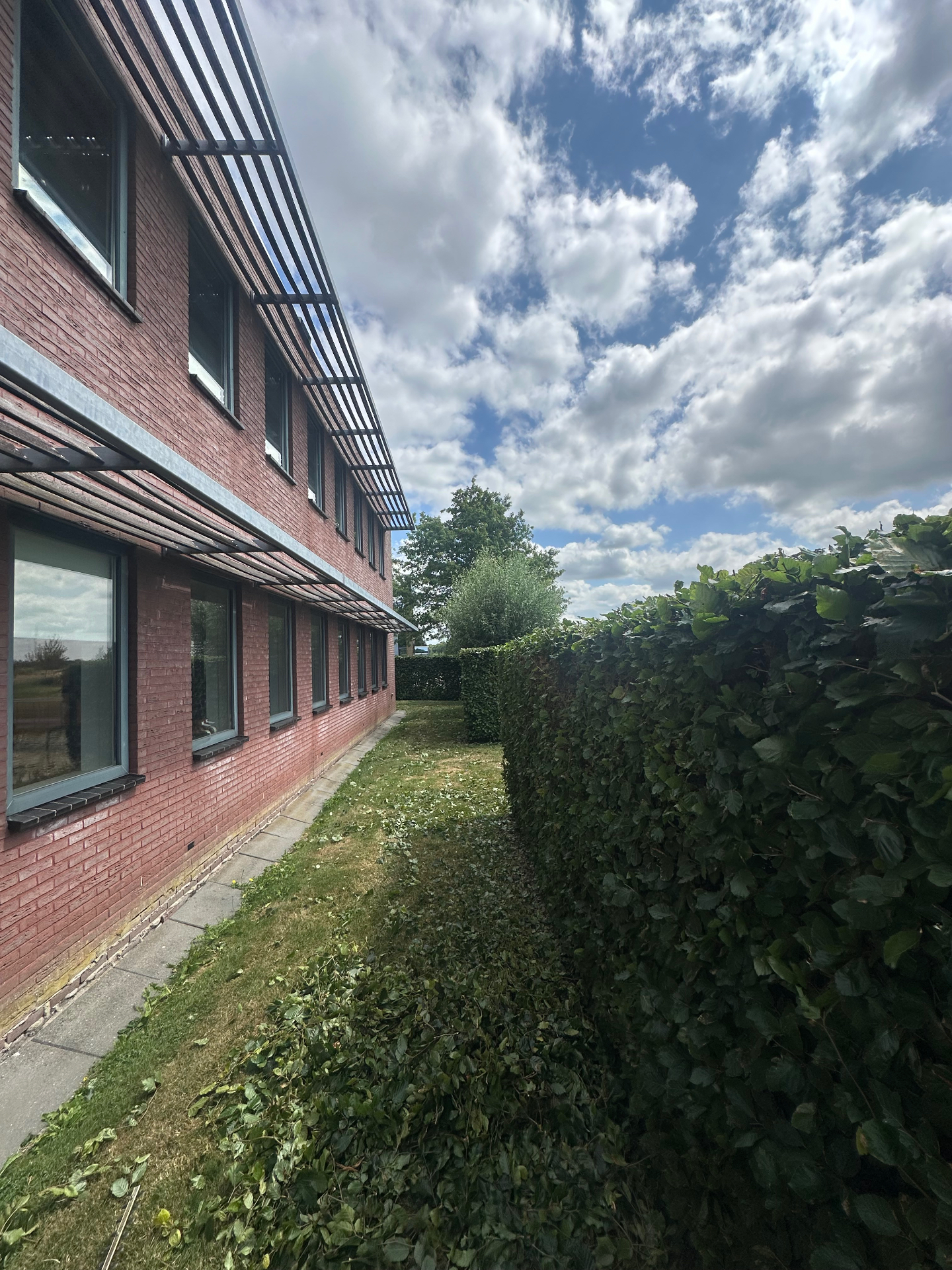 Pas geknipte beukenhaag langs een bedrijfspand